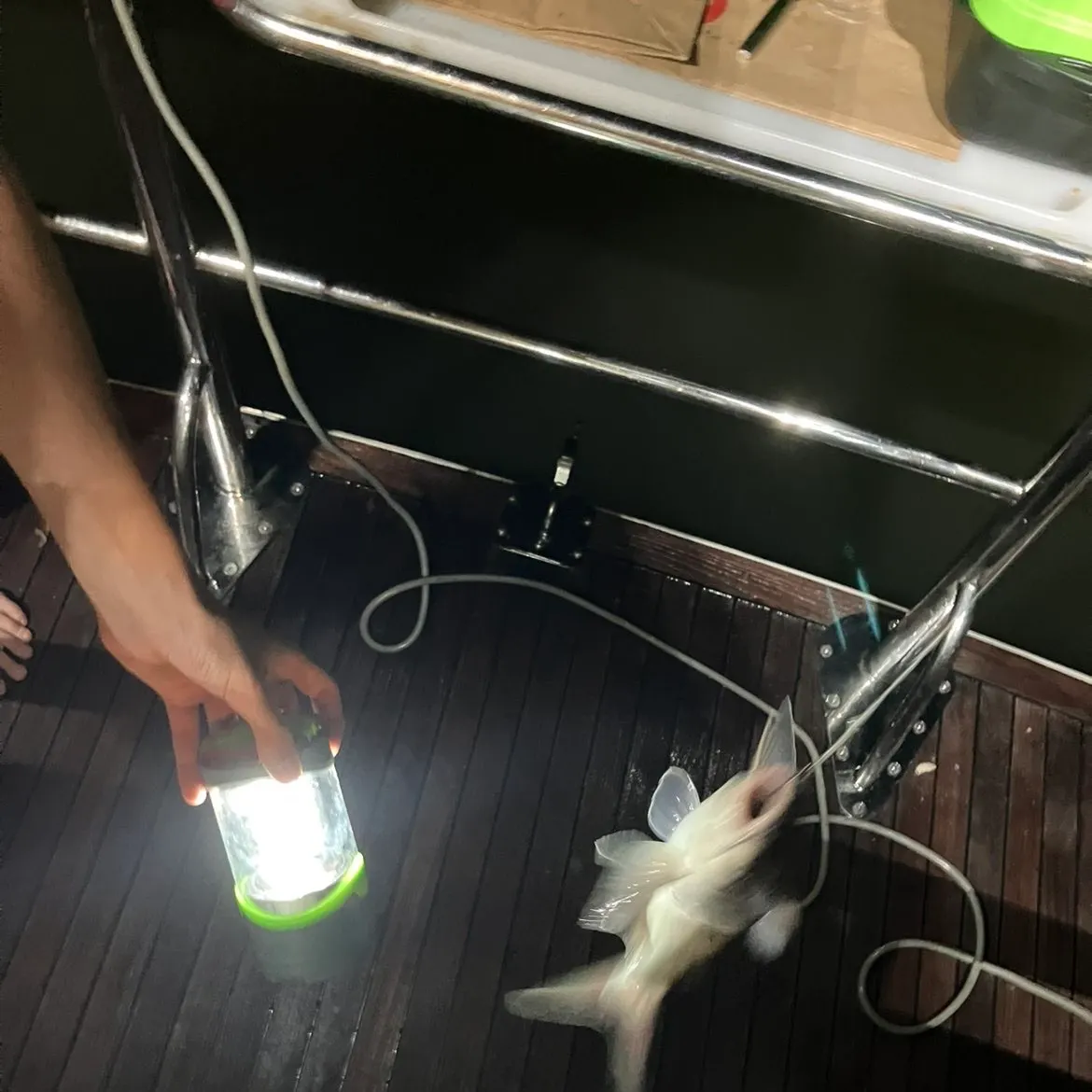 The most recent Bagrid catfish catches on Fishbrain