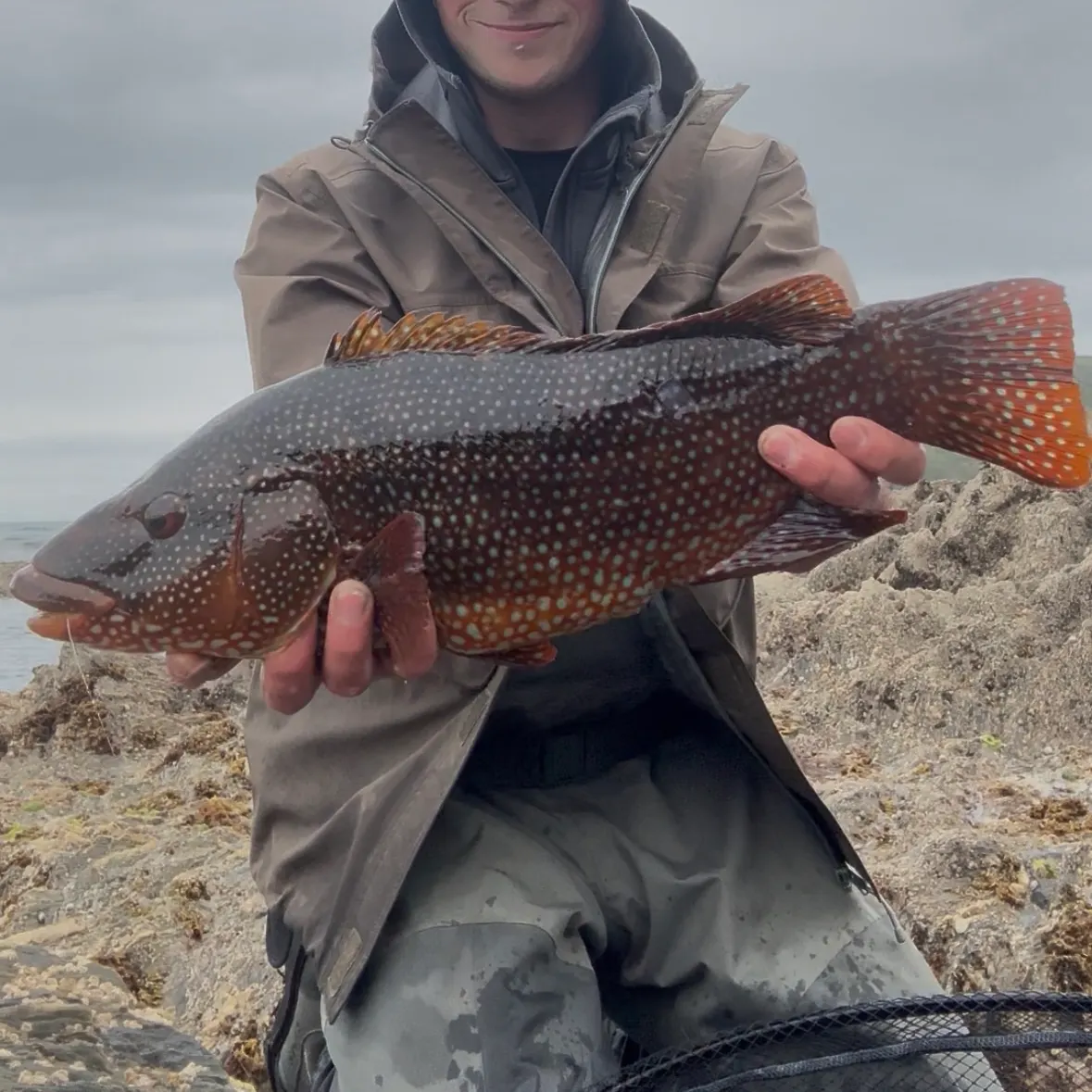 The most recent Ballan wrasse catches on Fishbrain