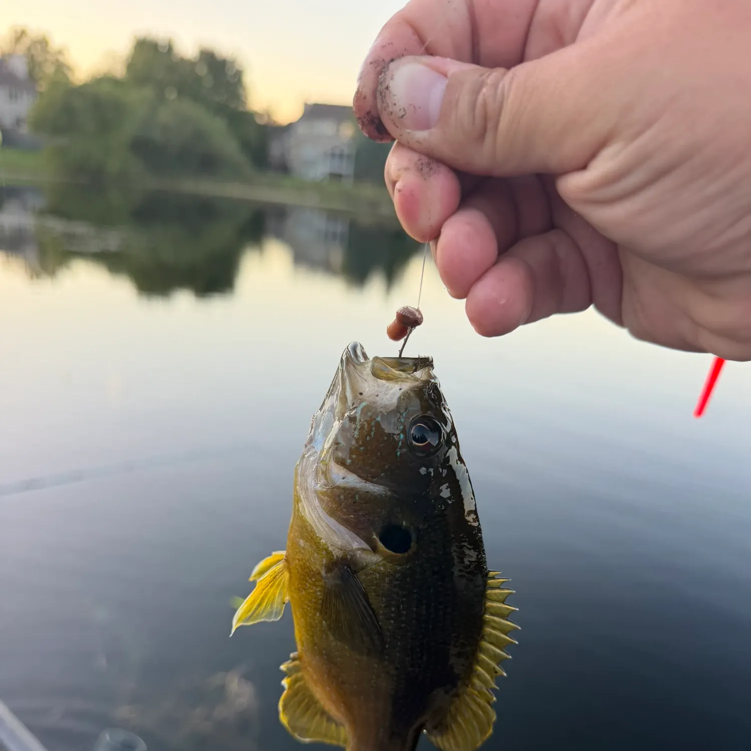 Warmouth caught on Fishbrain