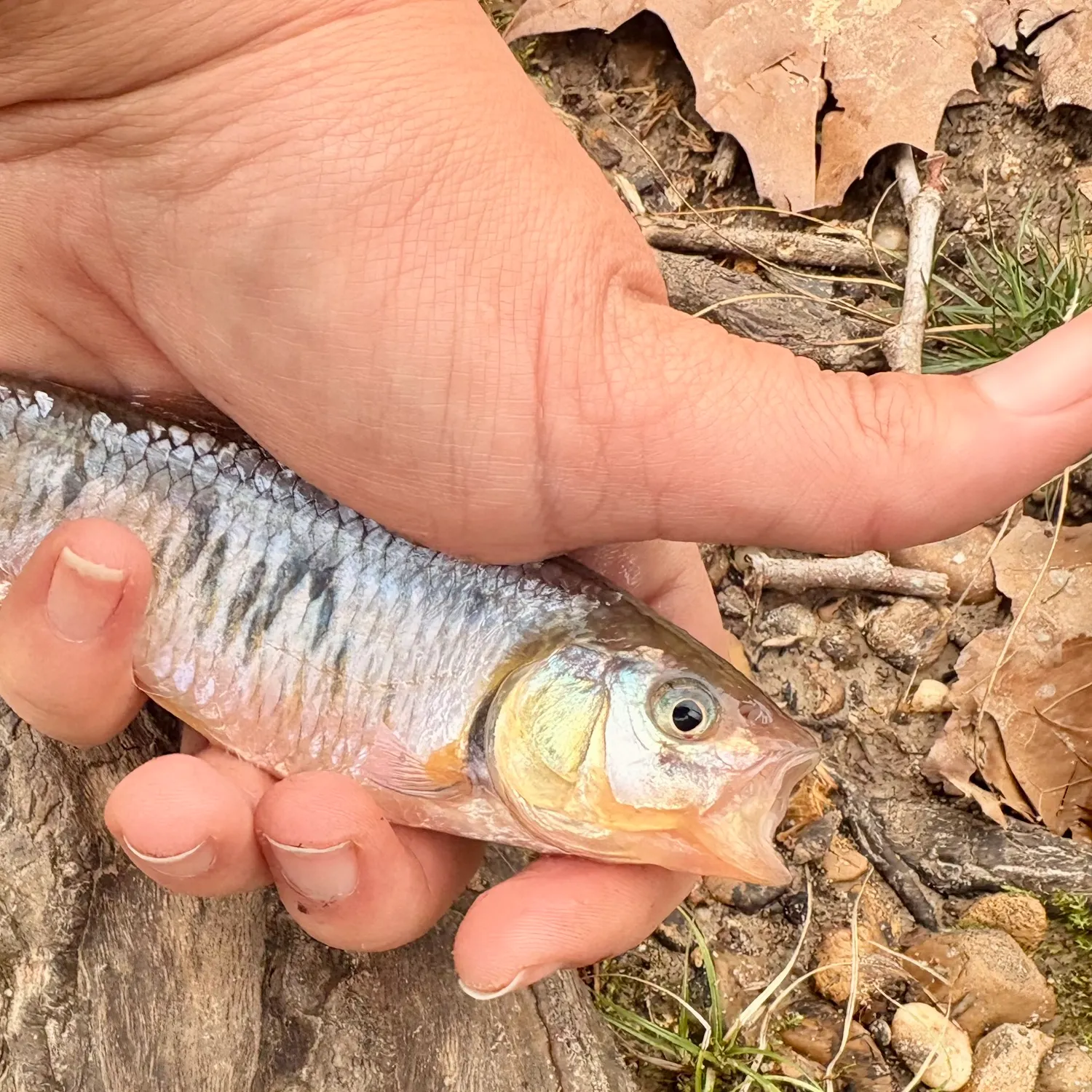 The most recent Striped shiner catches on Fishbrain
