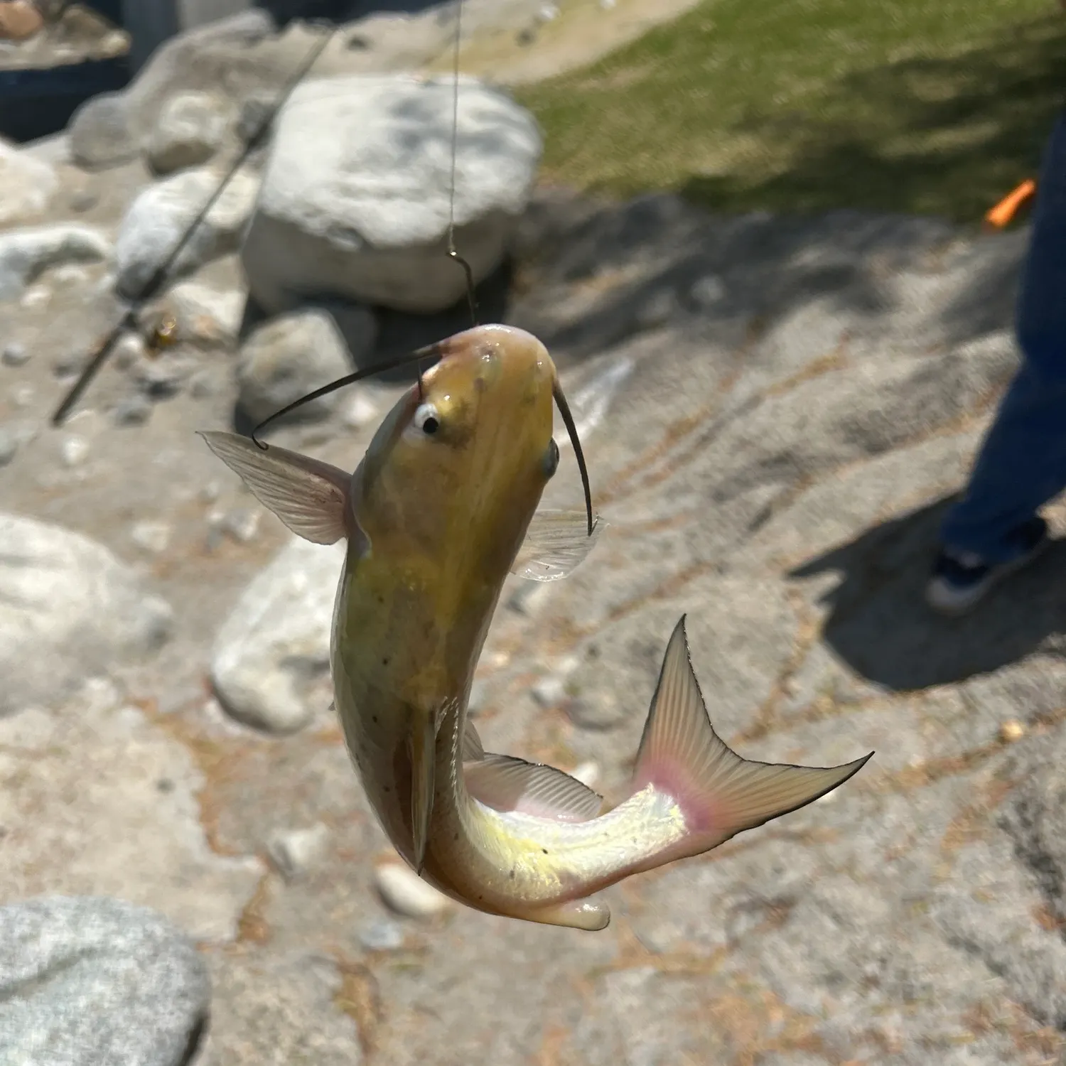 angler catch