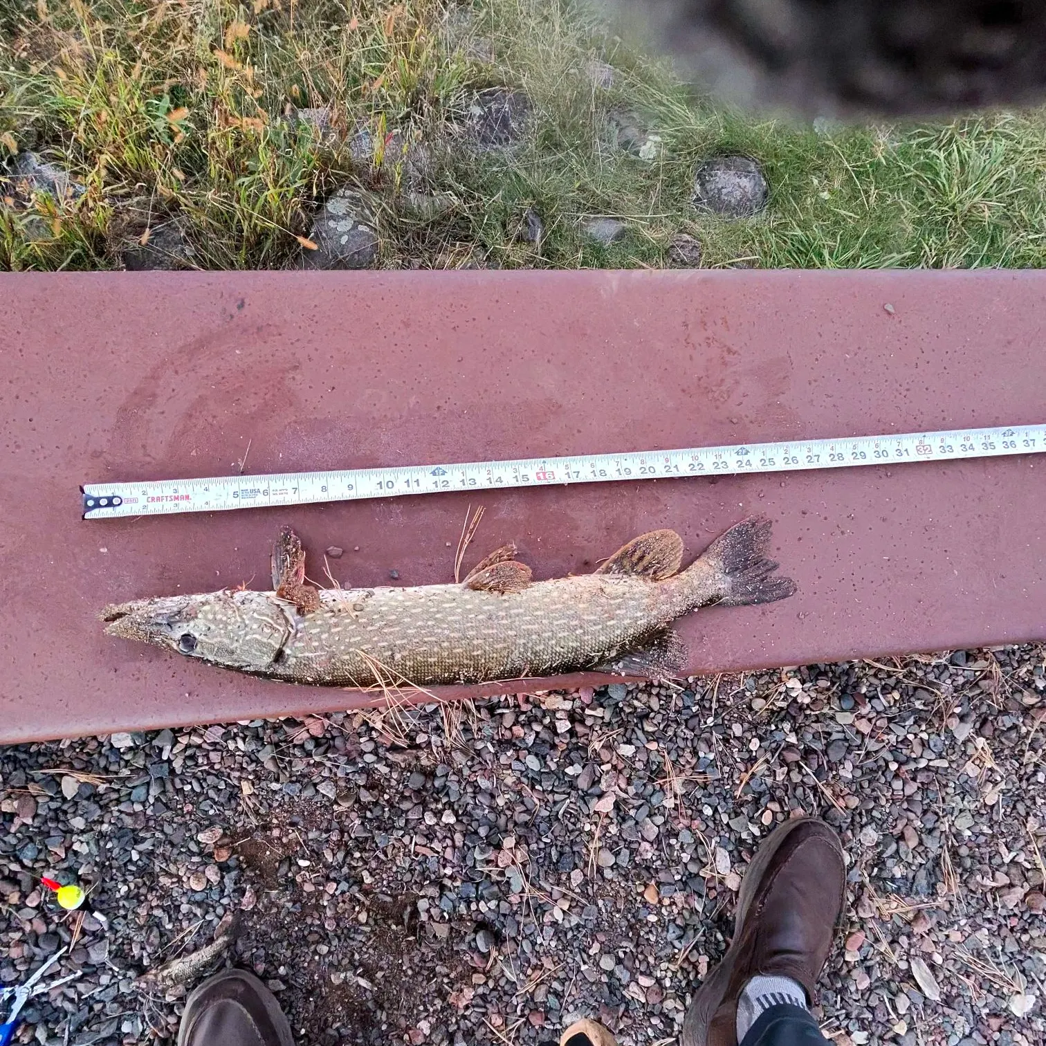 Northern pike caught on Fishbrain