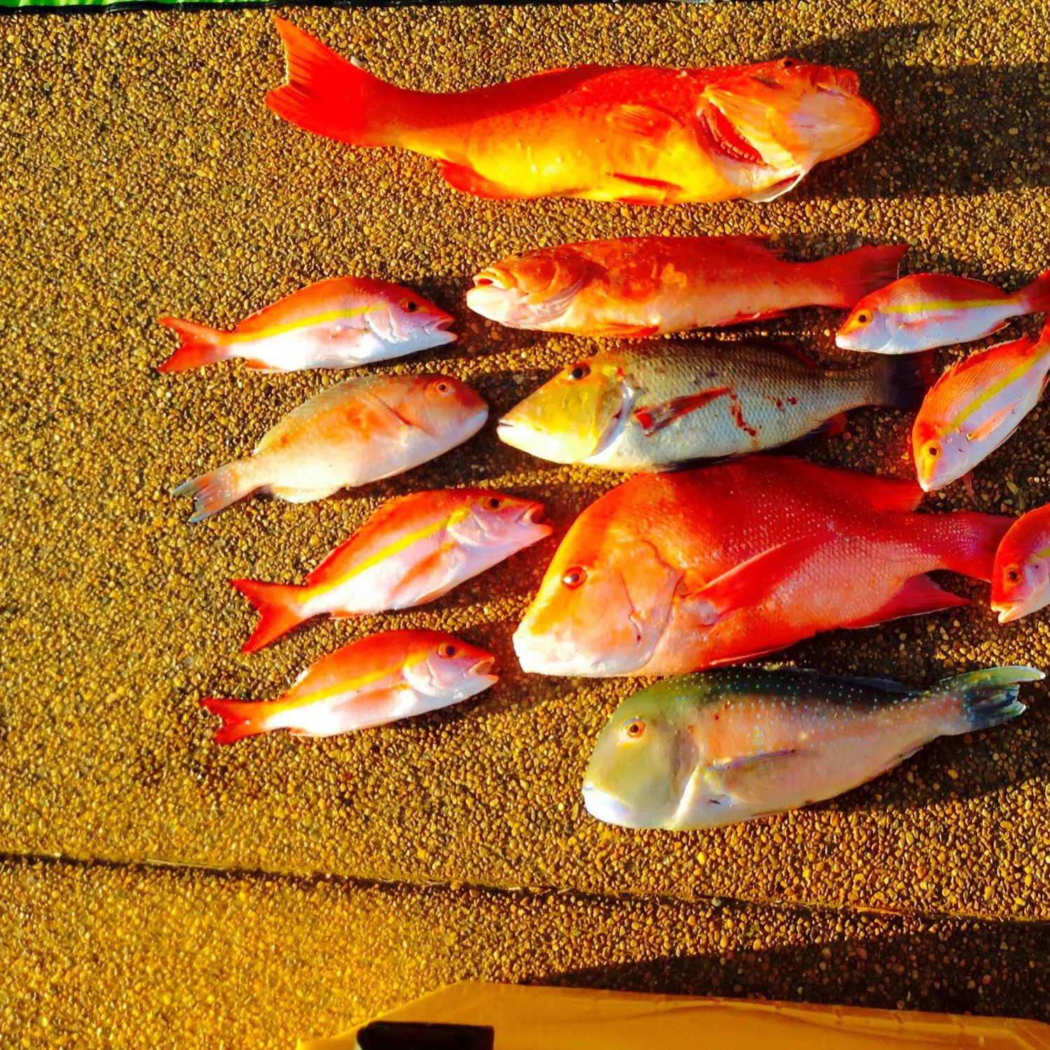 recently logged catches