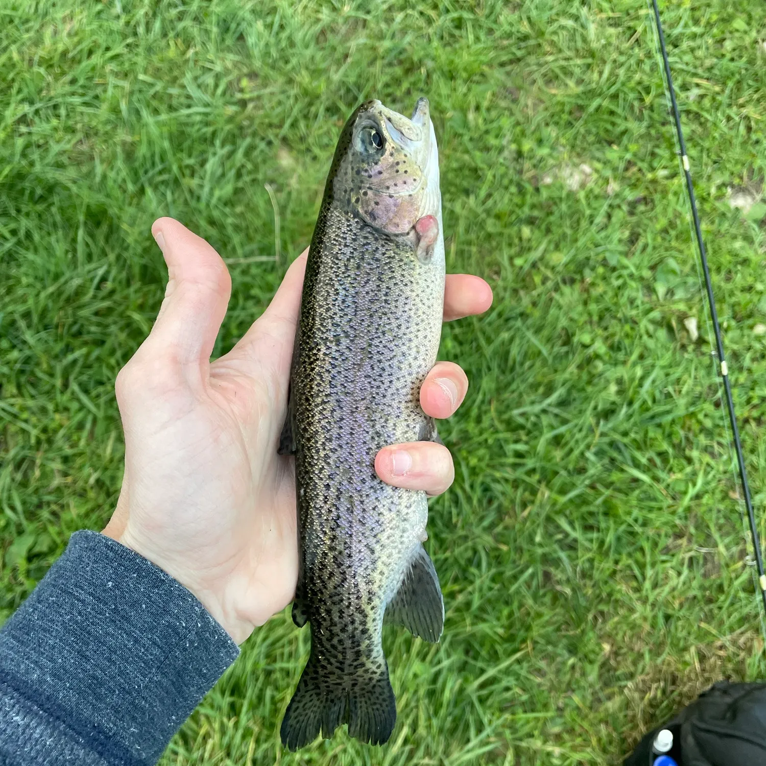 Rainbow trout caught on Fishbrain