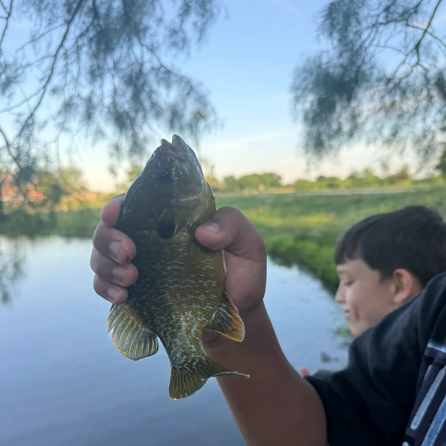 The most recent Greengill hybrid catches on Fishbrain