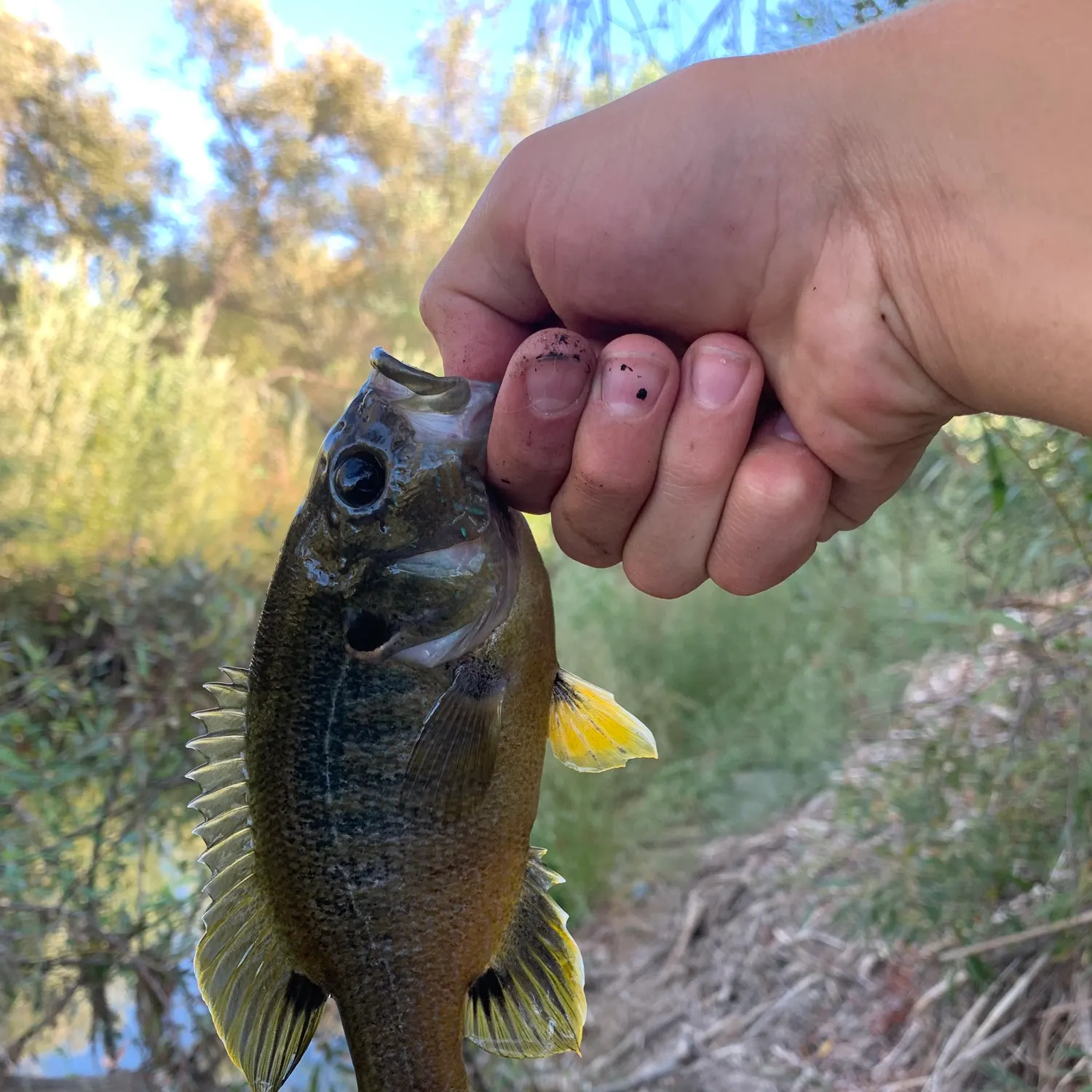 Green sunfish caught on Fishbrain