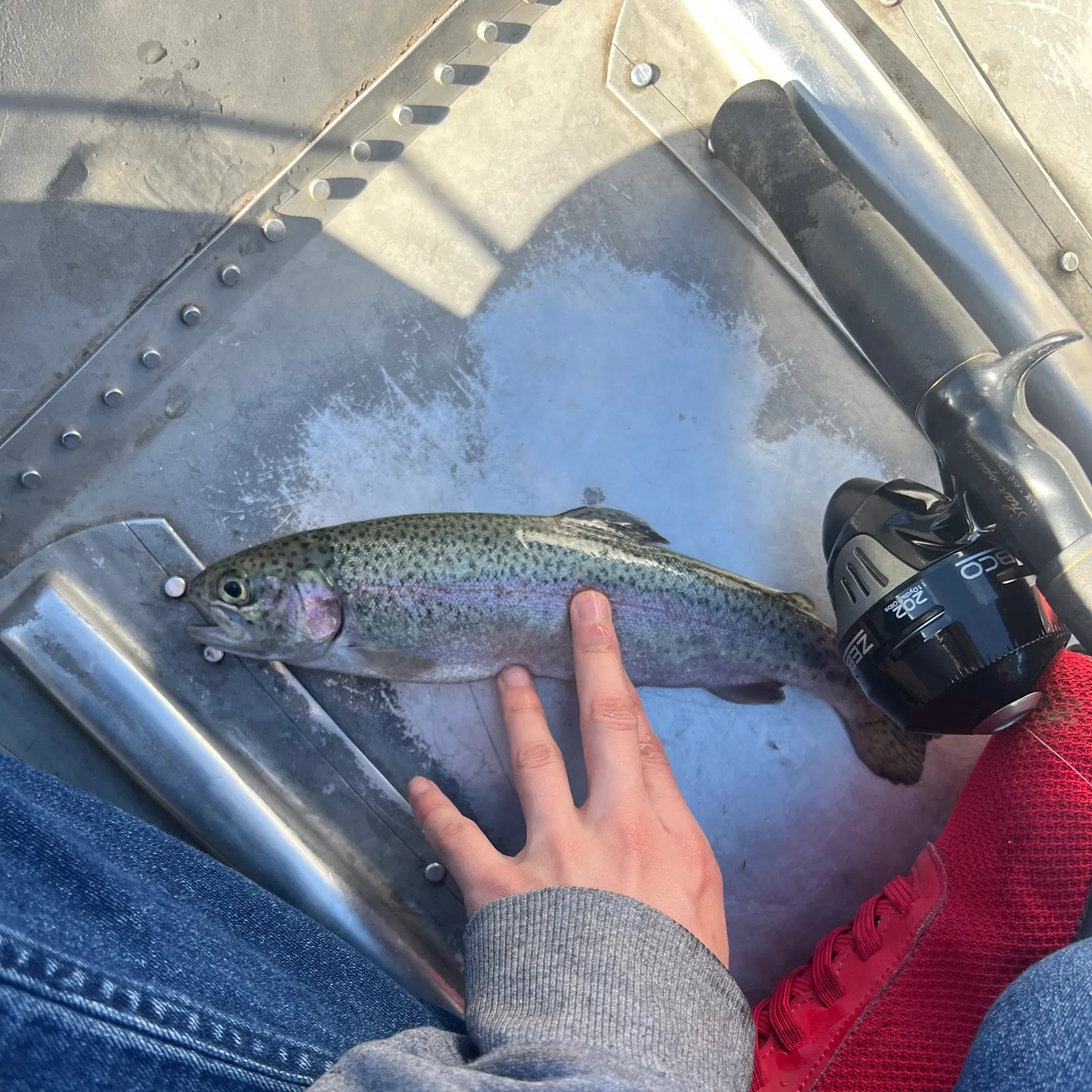 Rainbow trout caught on Fishbrain