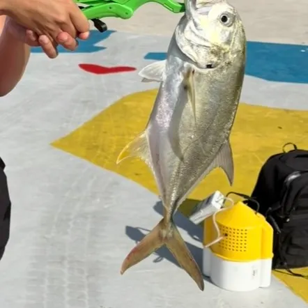Crevalle jack caught on Fishbrain