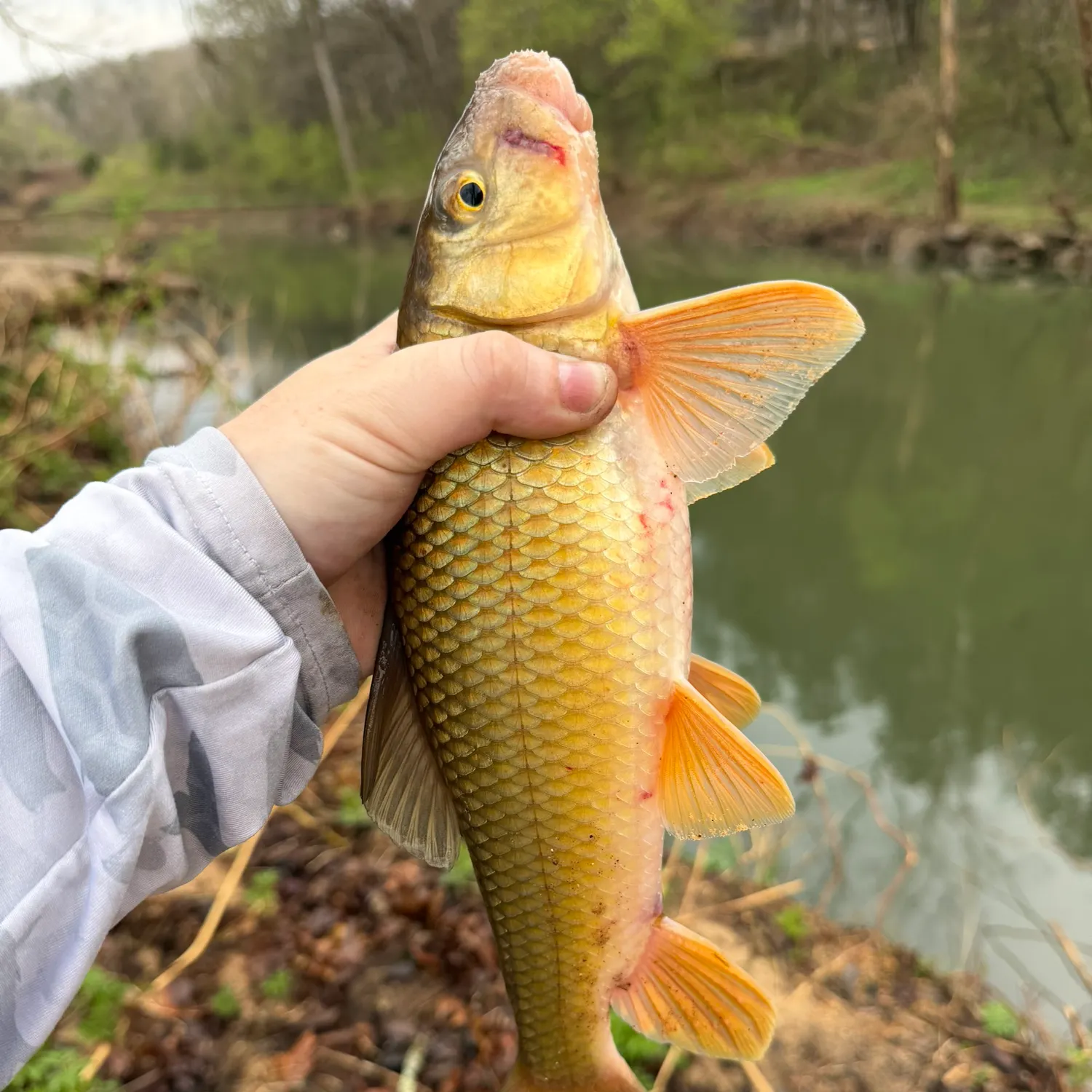 The most recent Golden redhorse catches on Fishbrain