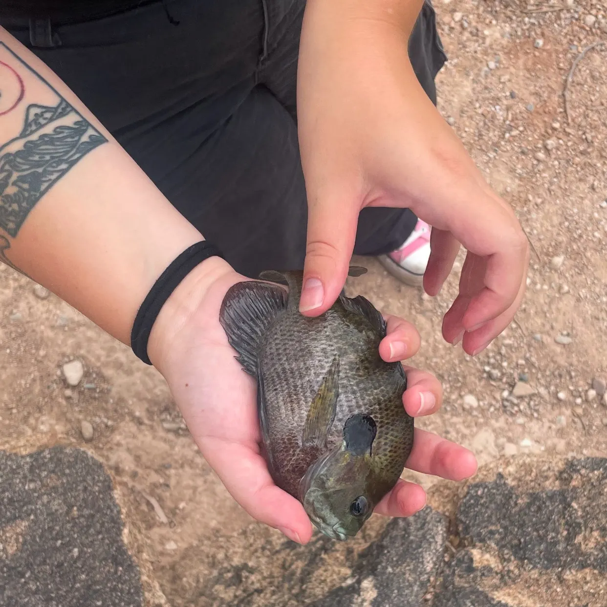 Bluegill caught on Fishbrain