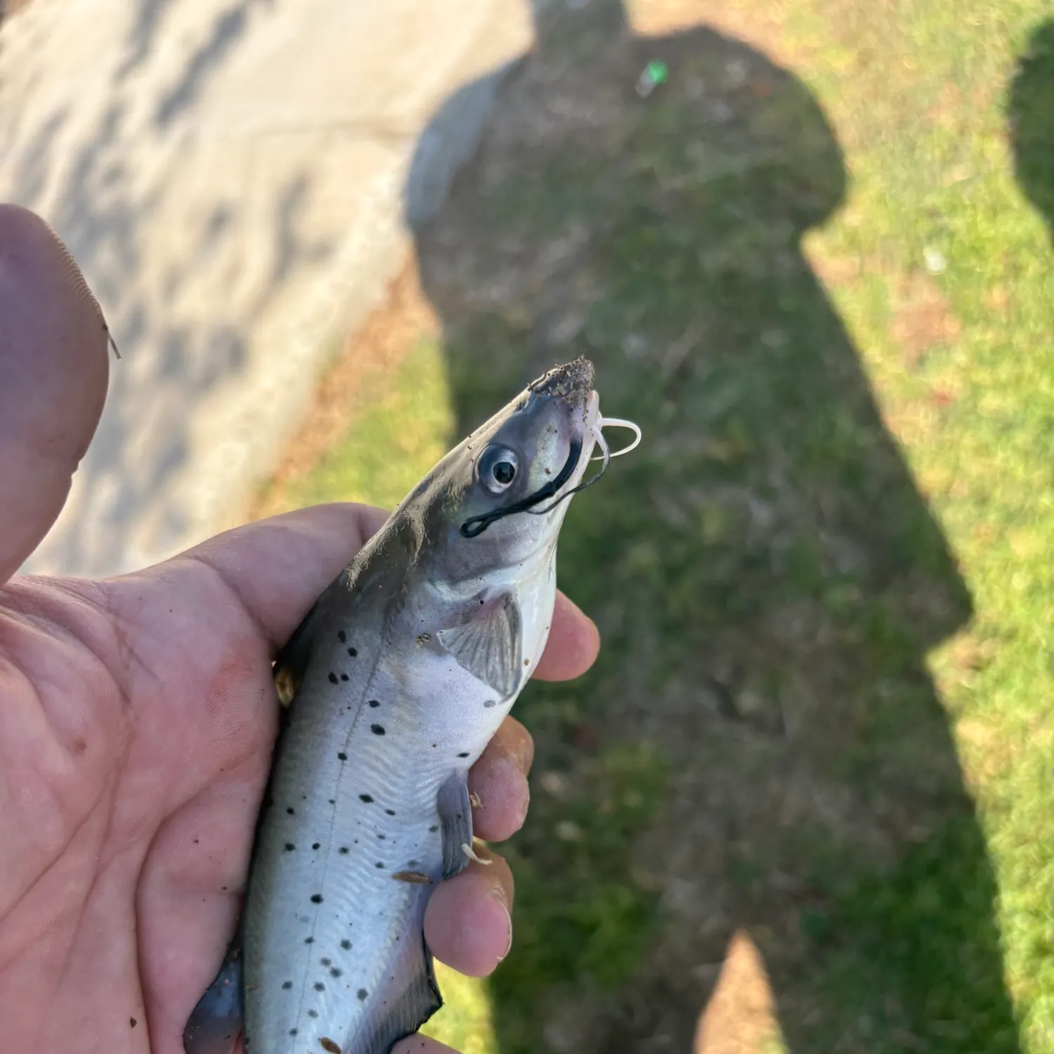 Channel catfish caught on Fishbrain