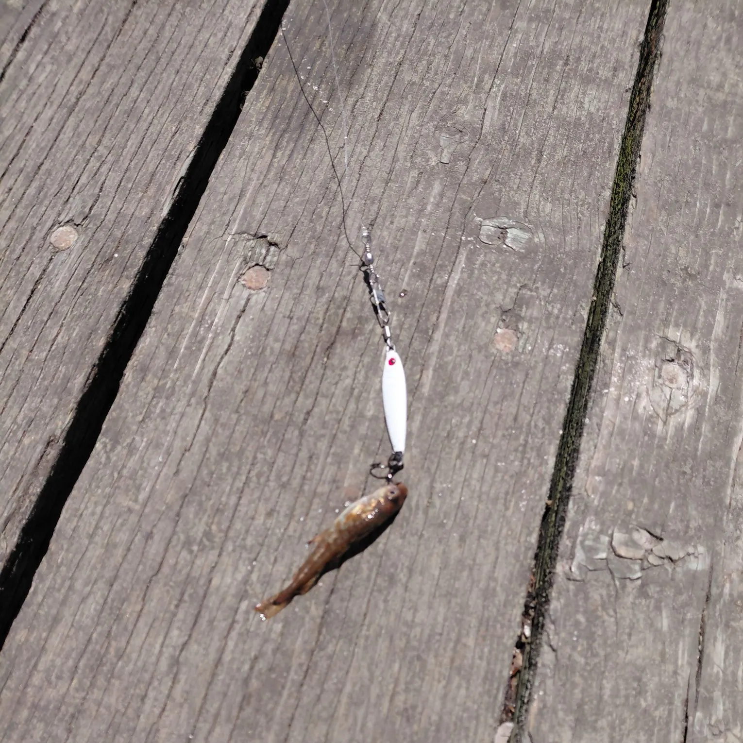 Atlantic pollock caught on Fishbrain
