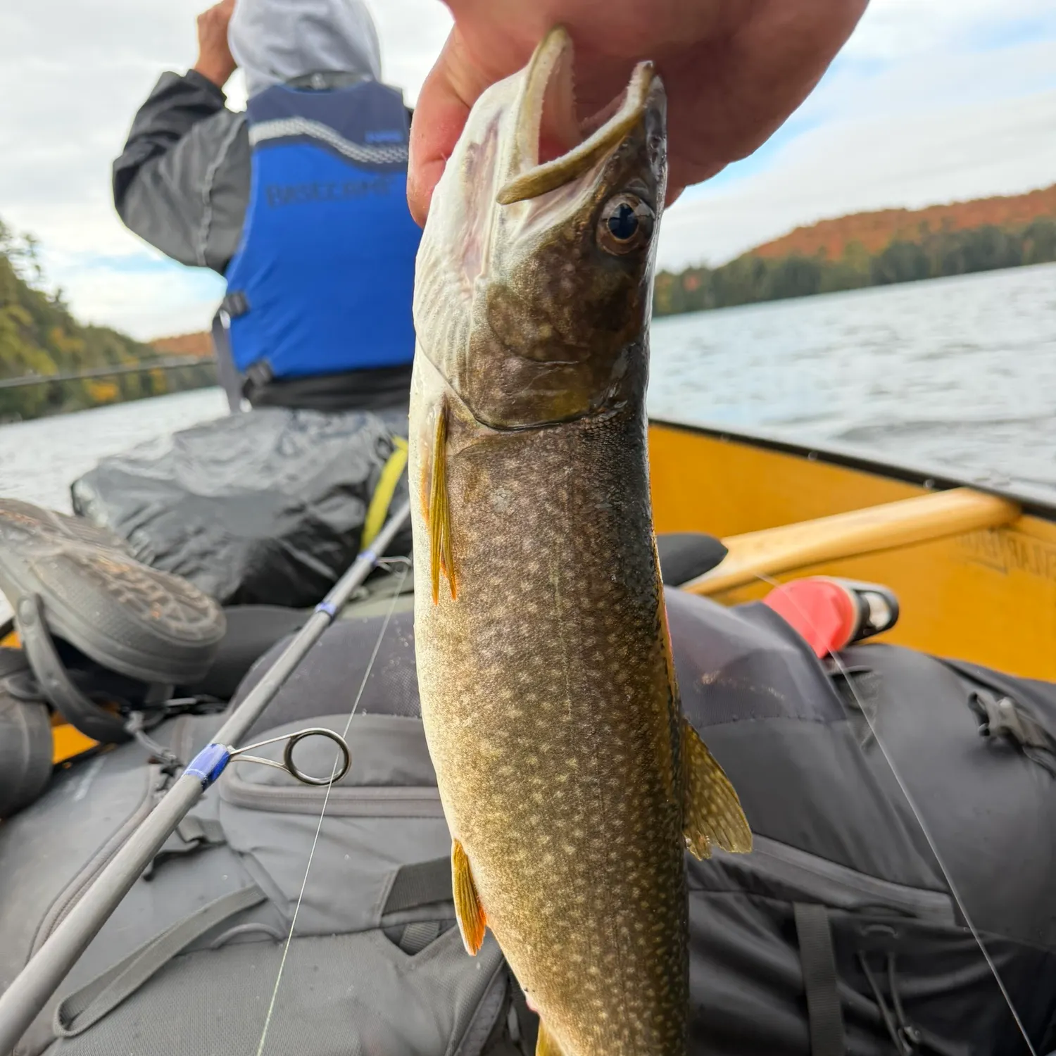 Lake char caught on Fishbrain