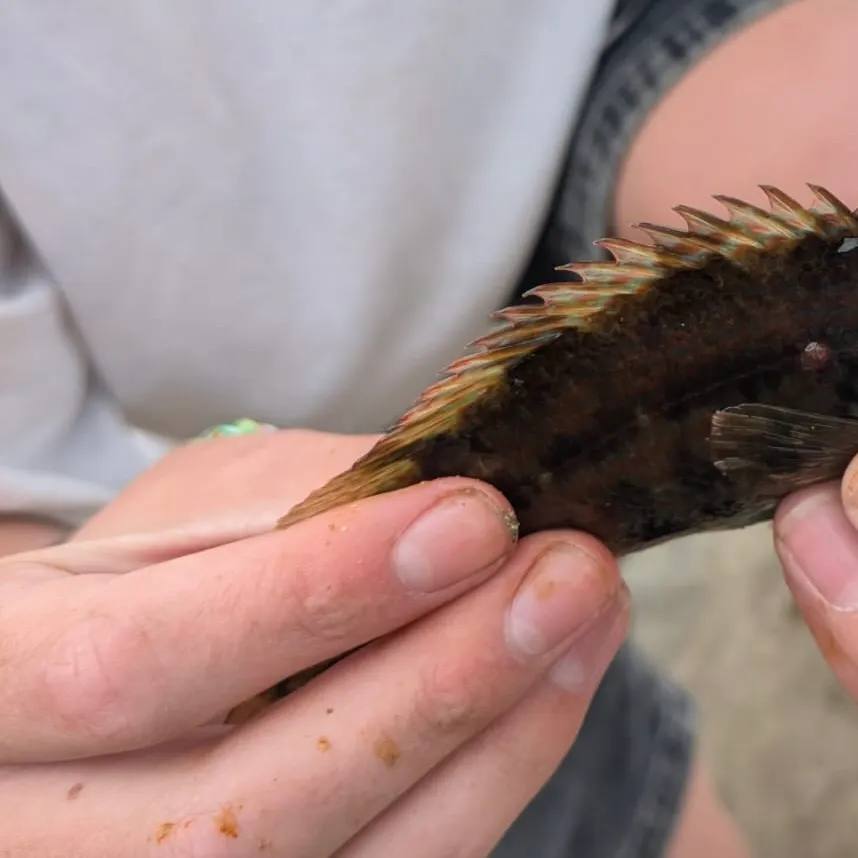 The most recent Ballan wrasse catches on Fishbrain