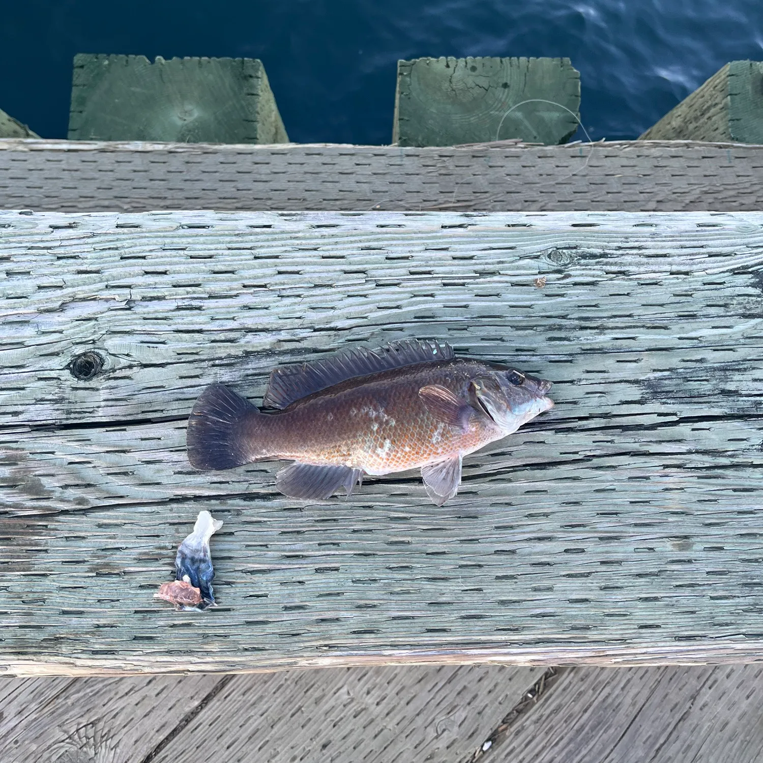 The most recent Cunner catches on Fishbrain