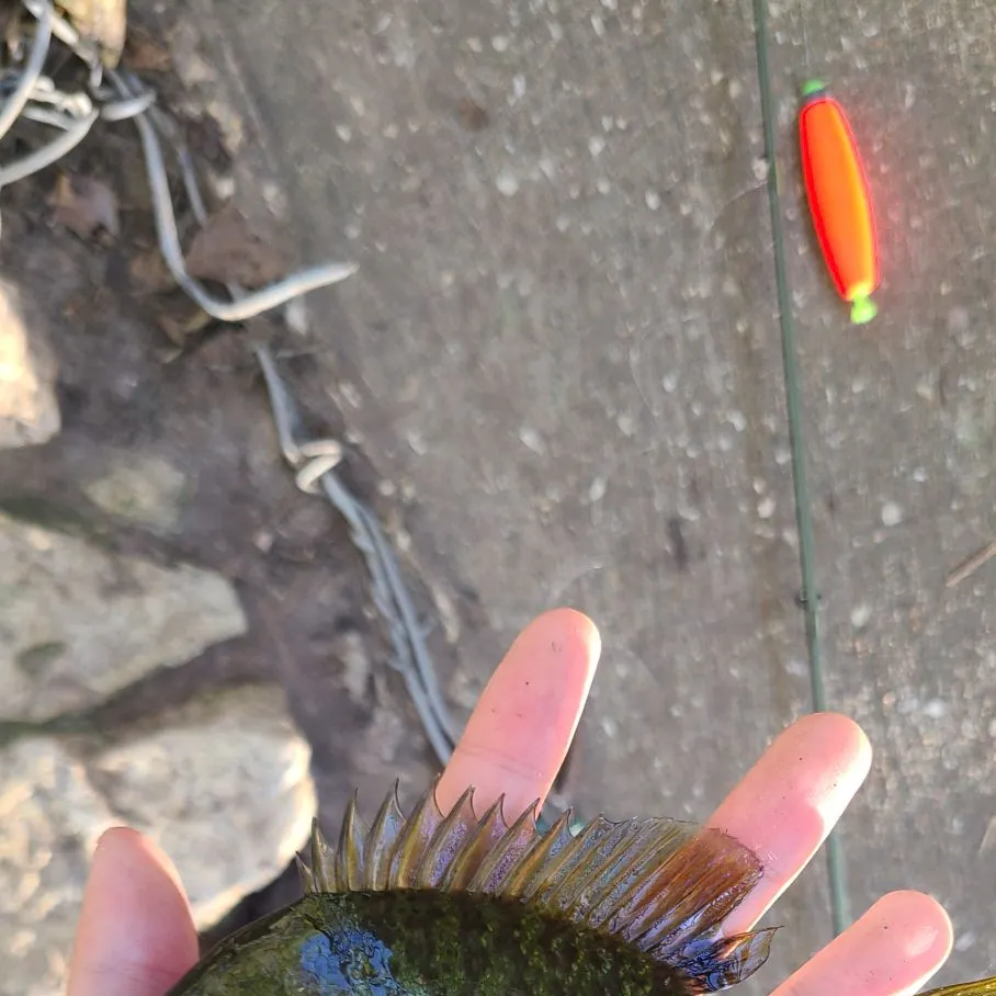 Bluegill caught on Fishbrain