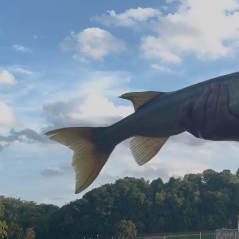 Muskie caught on Fishbrain