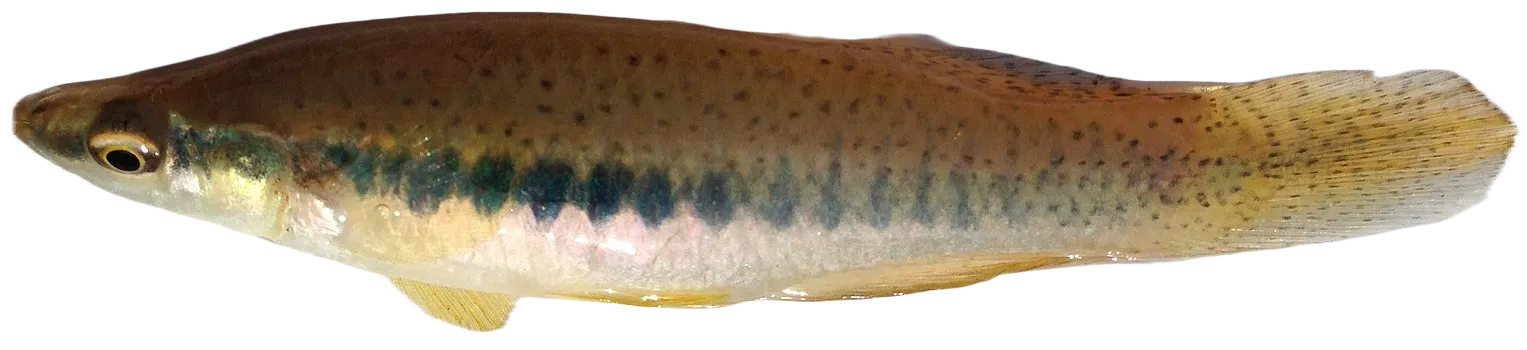 Blackspotted topminnow