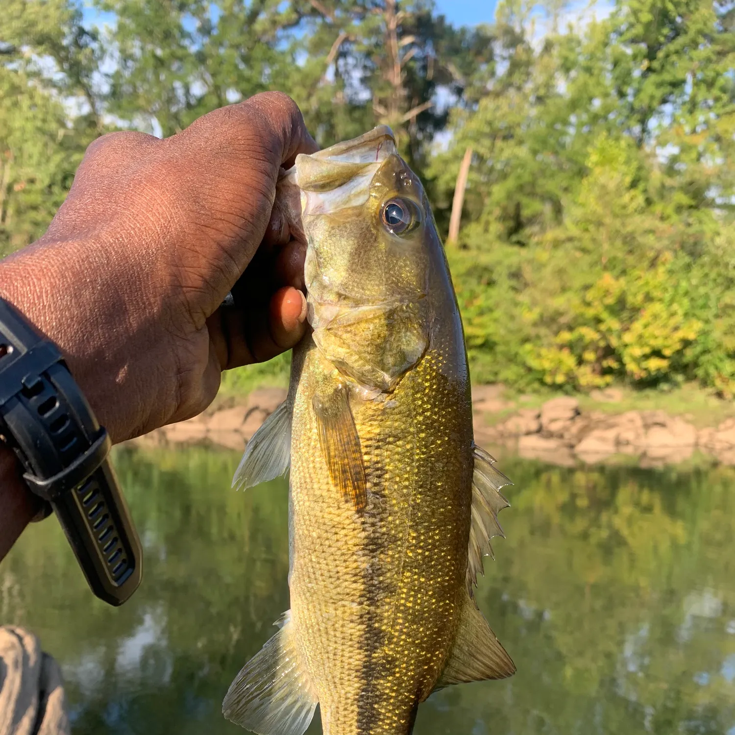 Spotted bass caught on Fishbrain