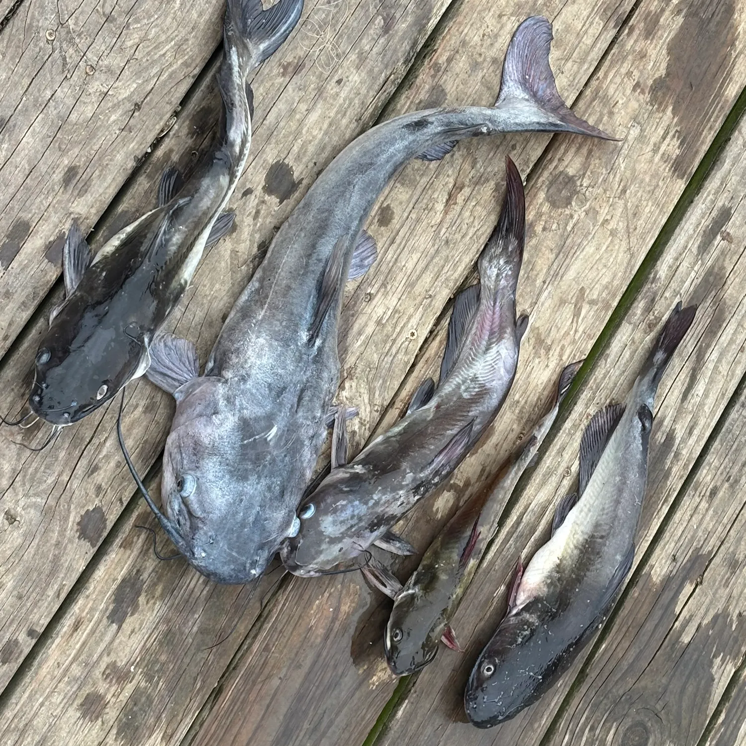 White bullhead caught on Fishbrain