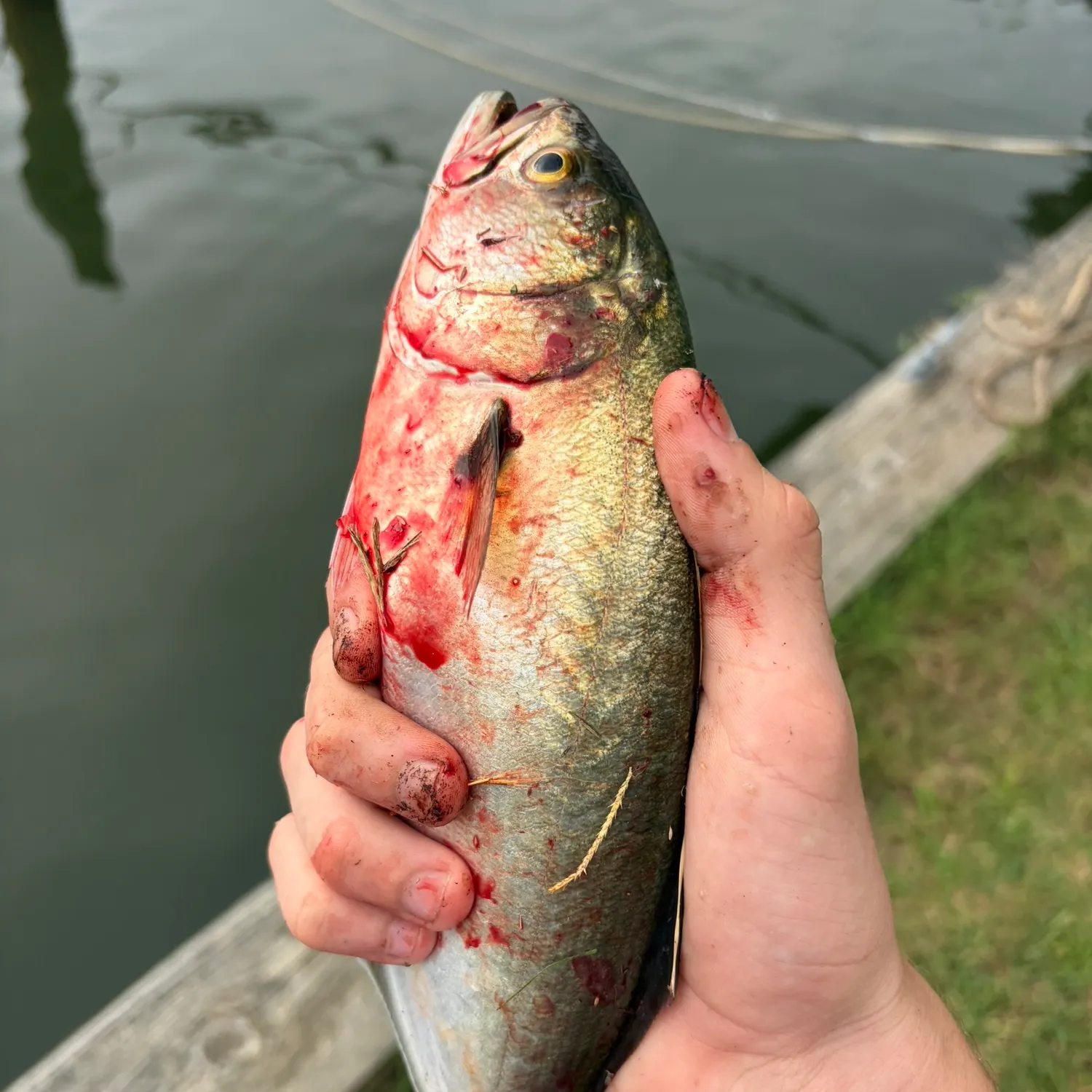 Bluefish caught on Fishbrain