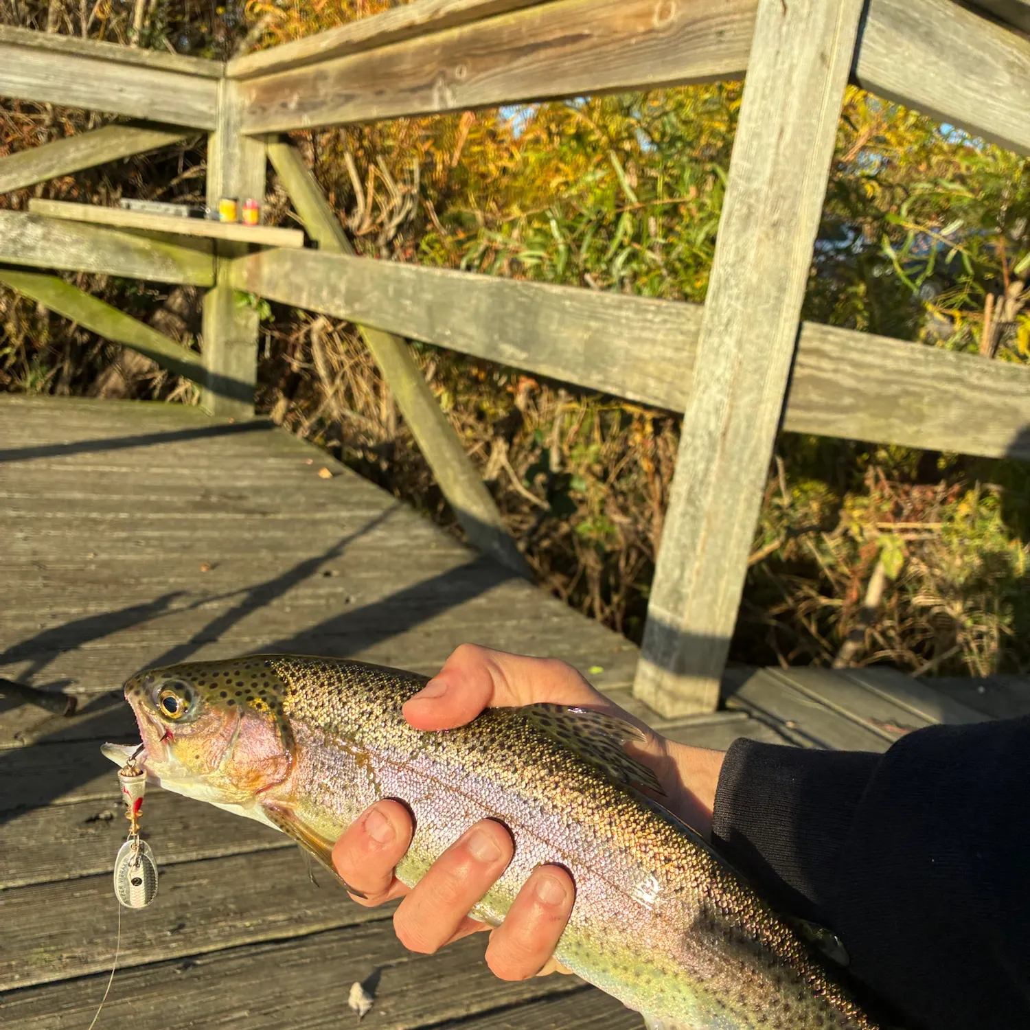 Rainbow trout caught on Fishbrain