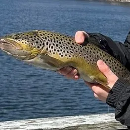 Brown trout caught on Fishbrain