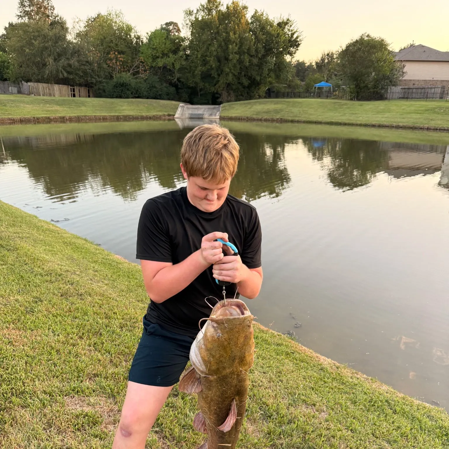 Flathead catfish caught on Fishbrain