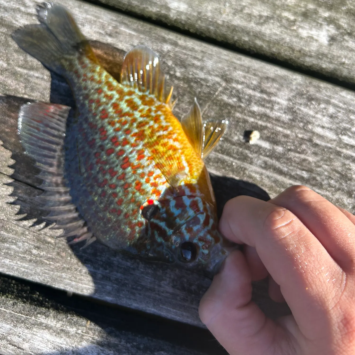 Pumpkinseed caught on Fishbrain