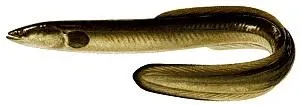 European eel