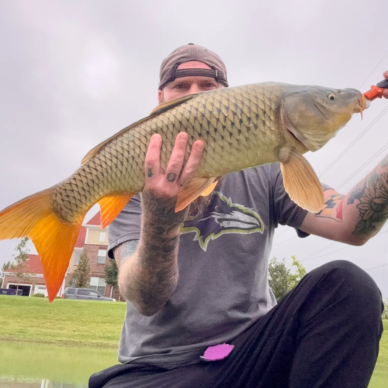 Common carp caught on Fishbrain