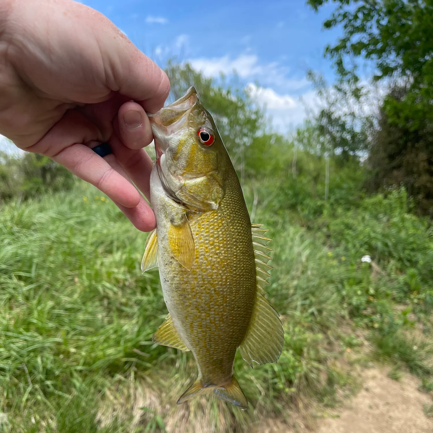 The most recent Redeye bass catches on Fishbrain