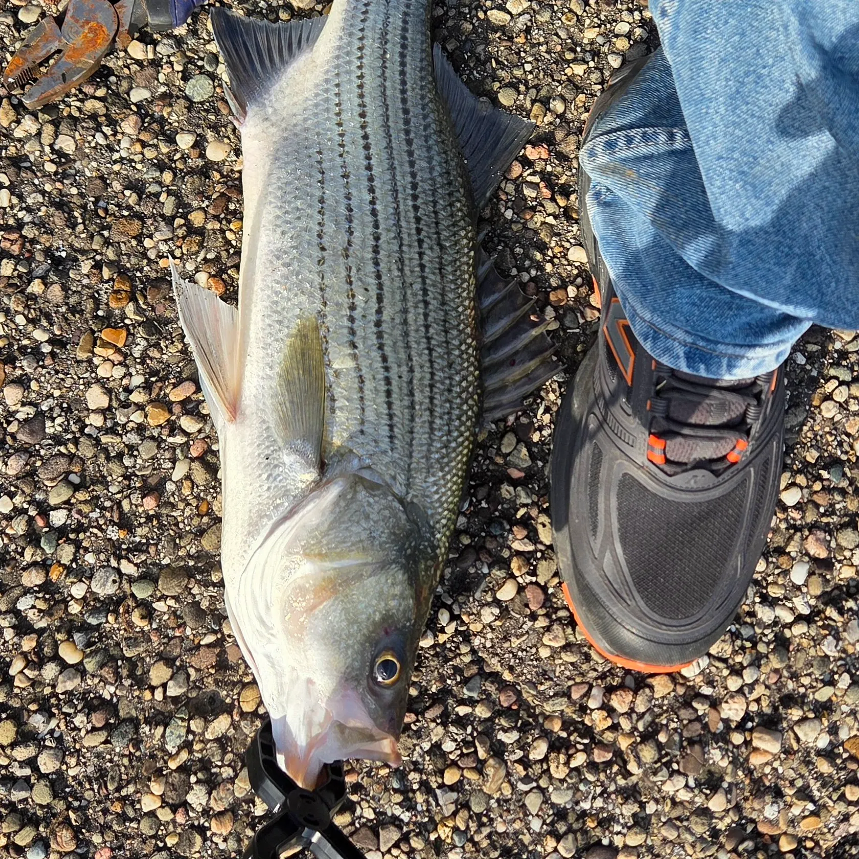 Wiper caught on Fishbrain