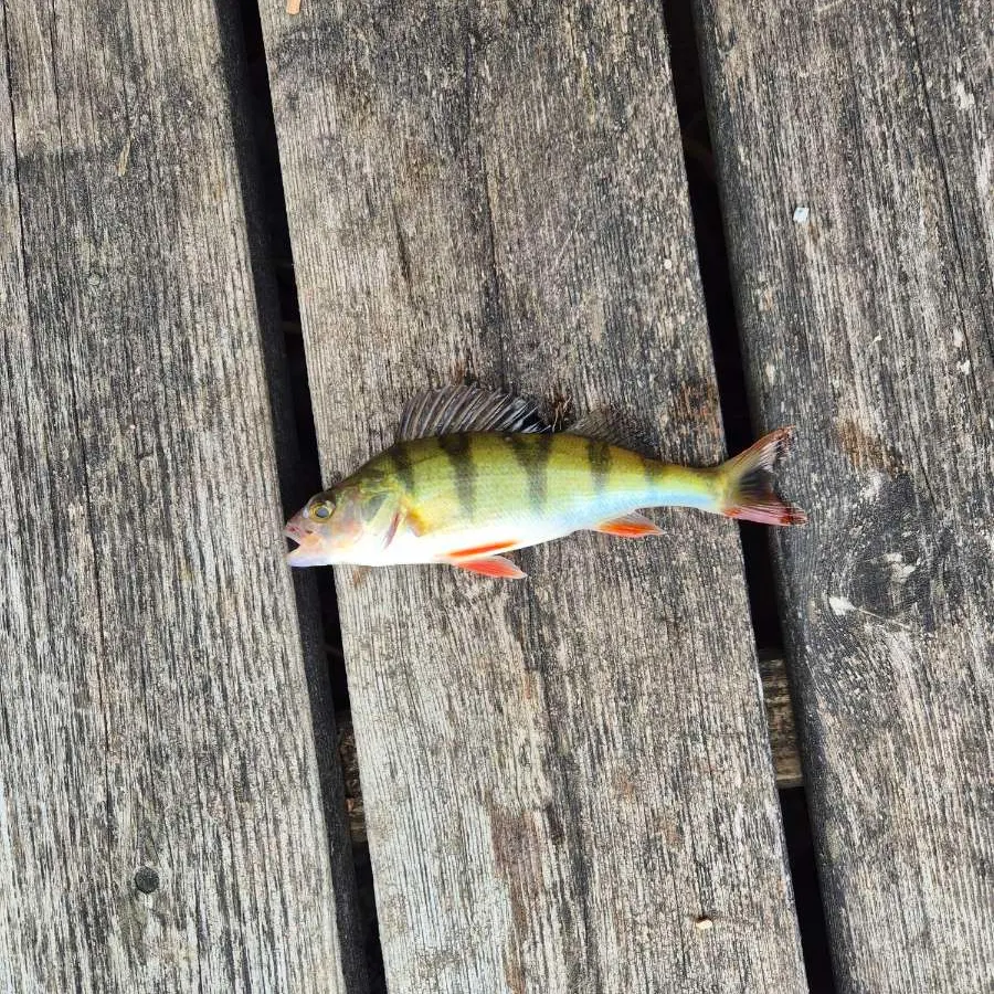 European perch caught on Fishbrain