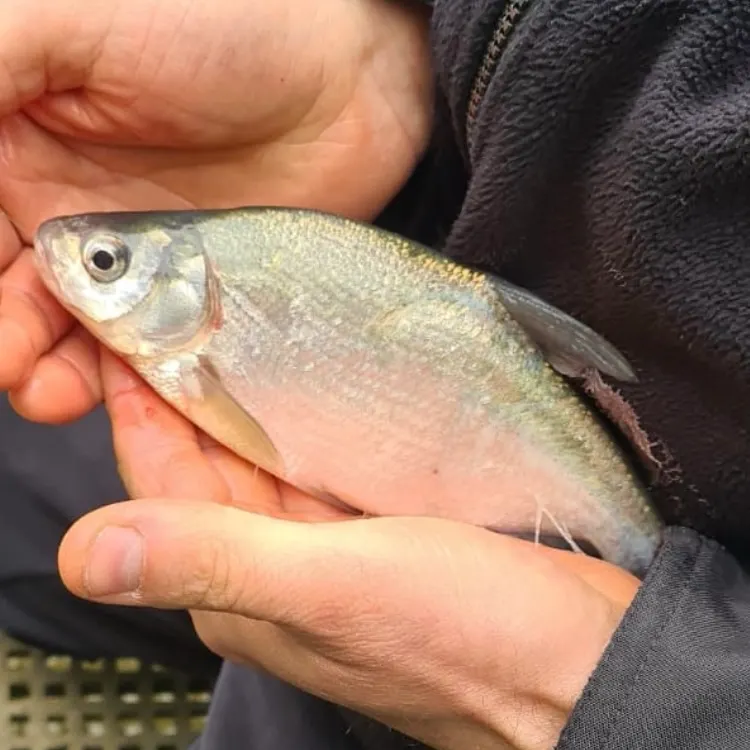 Common bream caught on Fishbrain