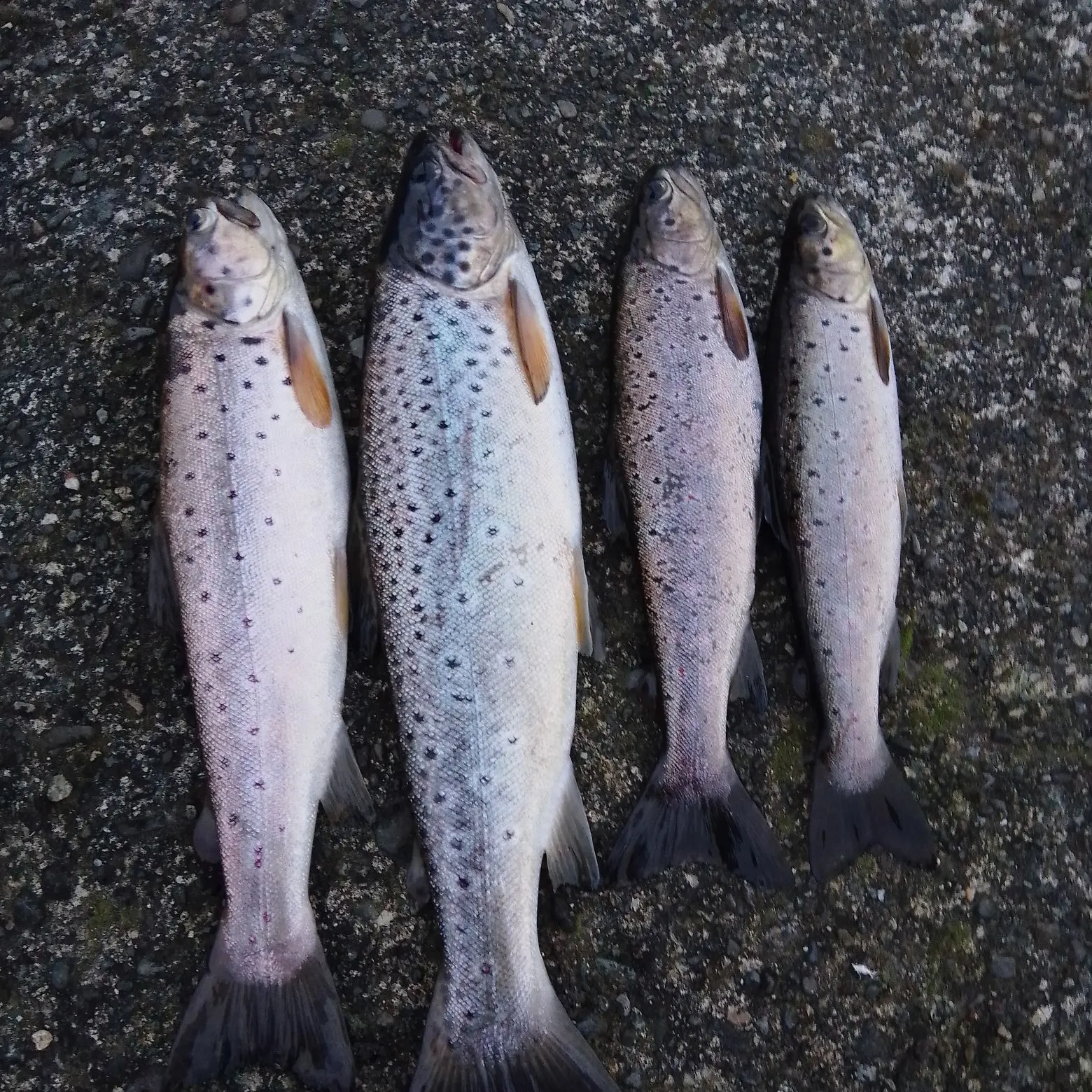 recently logged catches