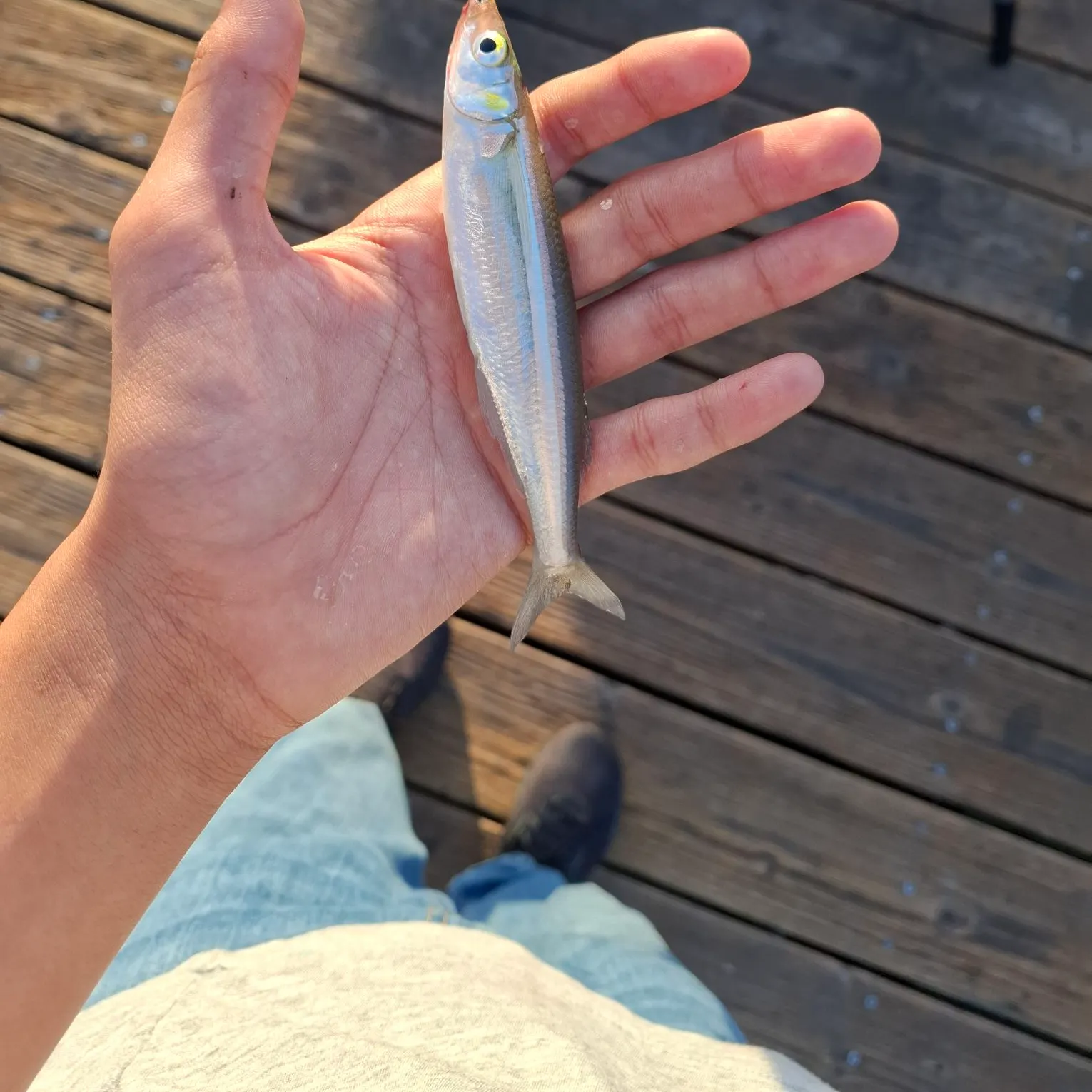 The most recent Surf smelt catches on Fishbrain