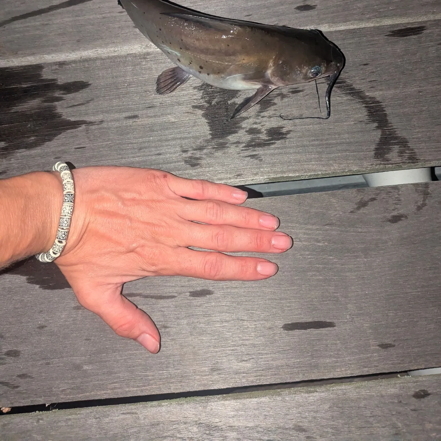 Channel catfish caught on Fishbrain