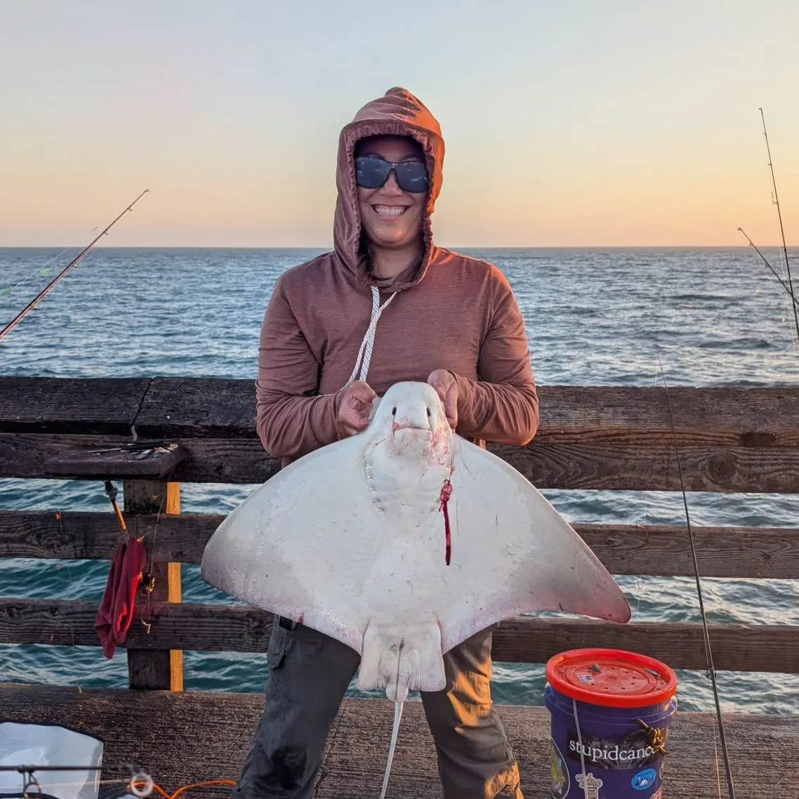 The most recent Bat eagle ray catches on Fishbrain