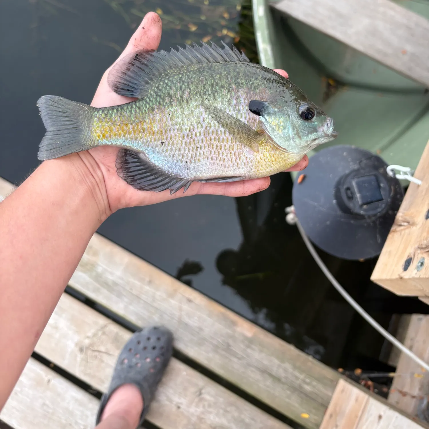 Bluegill caught on Fishbrain