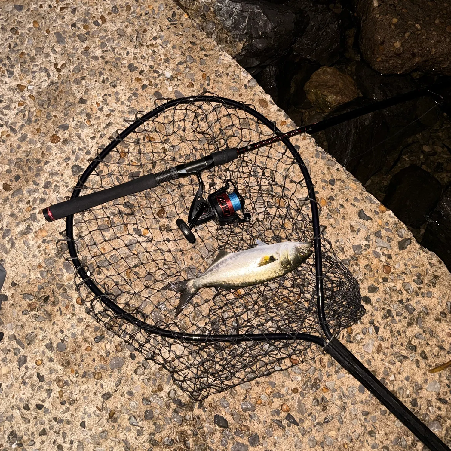 Bluefish caught on Fishbrain