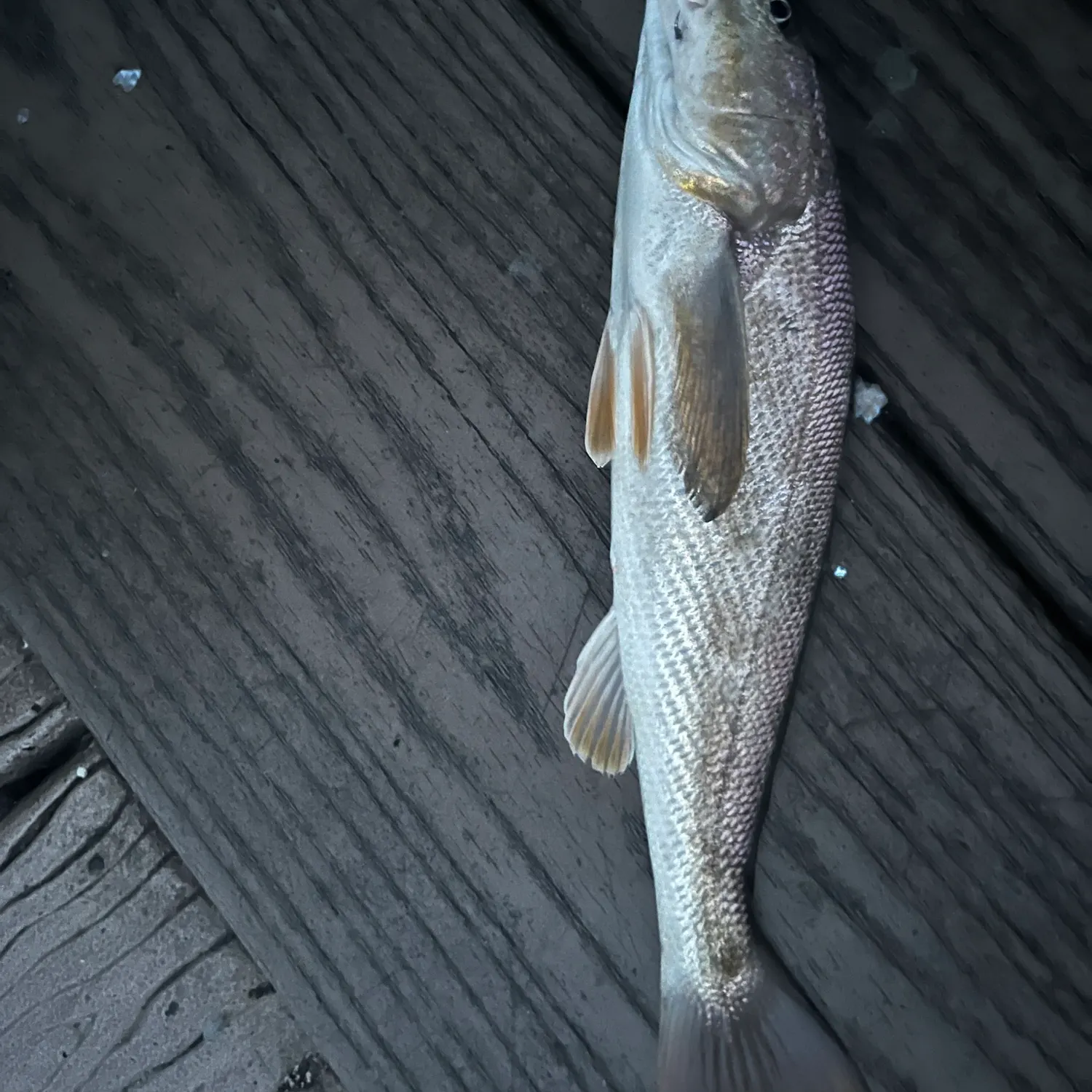 The most recent Southern kingcroaker catches on Fishbrain