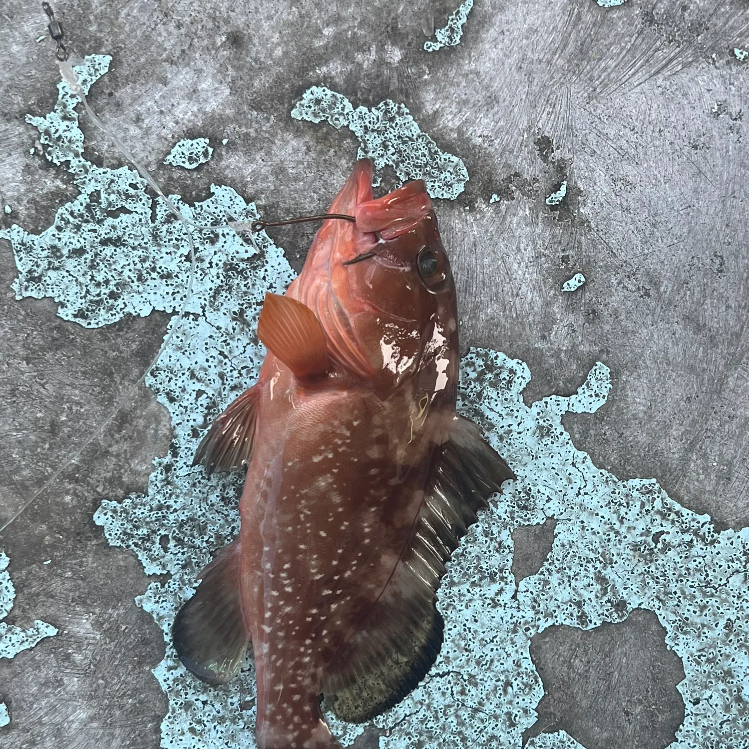 The most recent Red grouper catches on Fishbrain