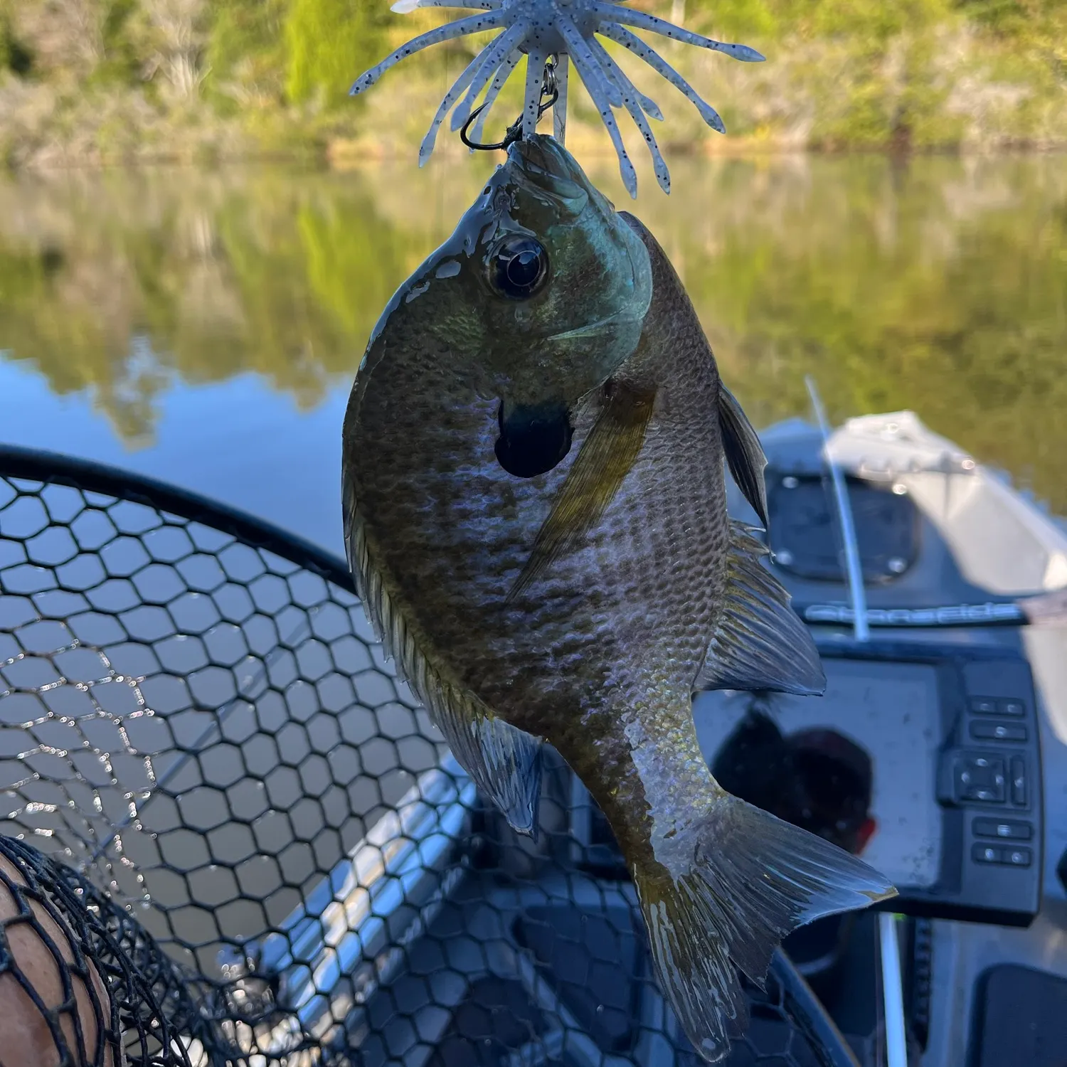 Bluegill caught on Fishbrain