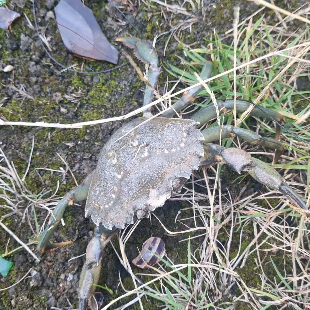 Fish caught on Fishbrain