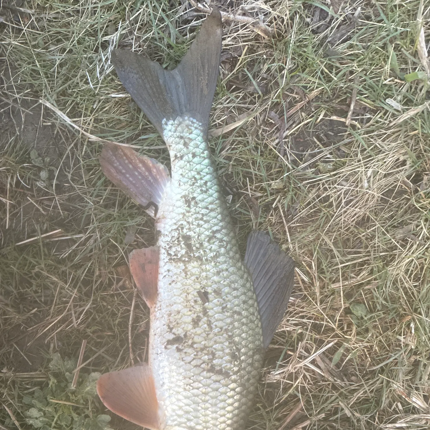 The most recent Silver redhorse catches on Fishbrain