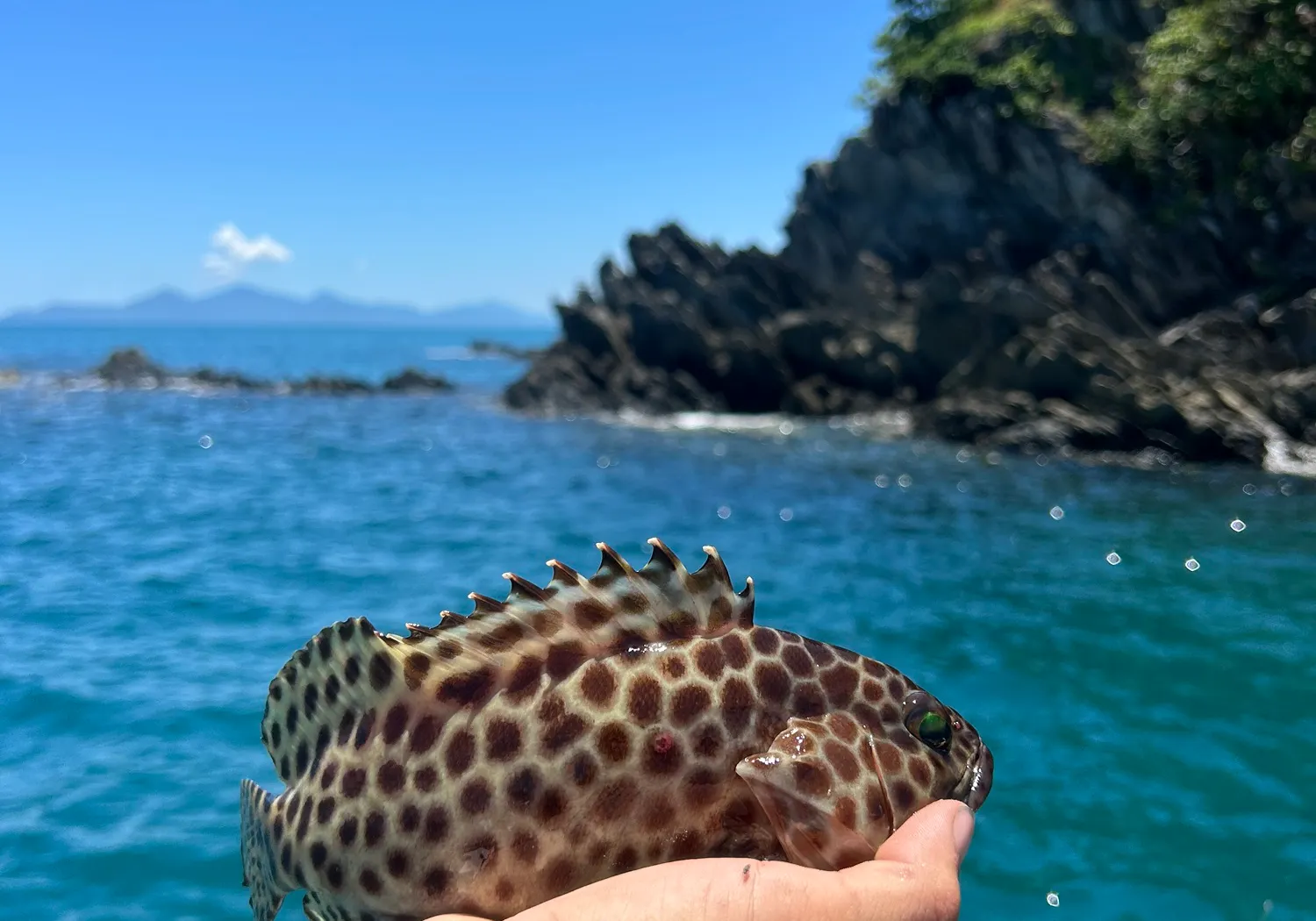 Honeycomb grouper