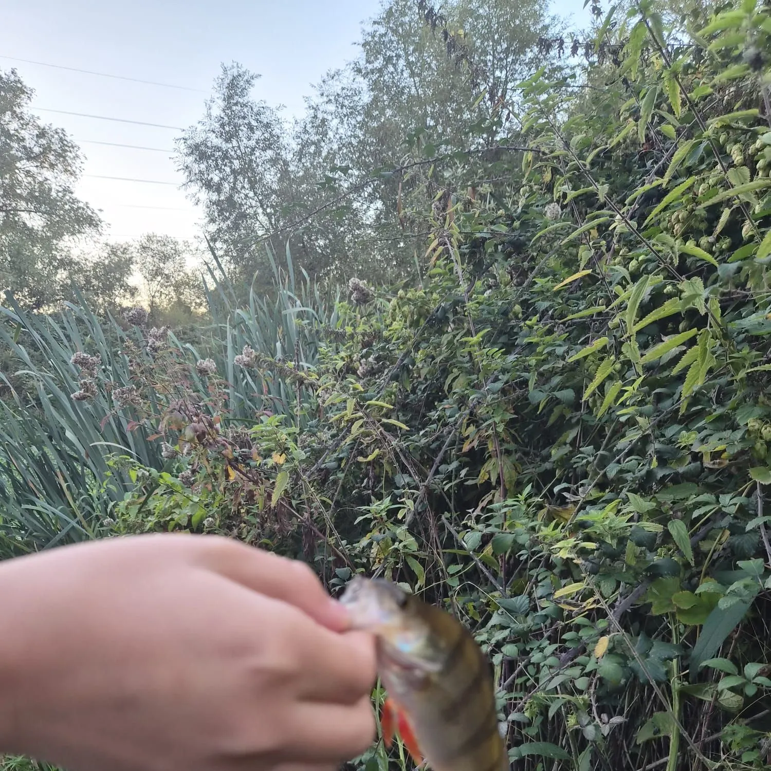 European perch caught on Fishbrain