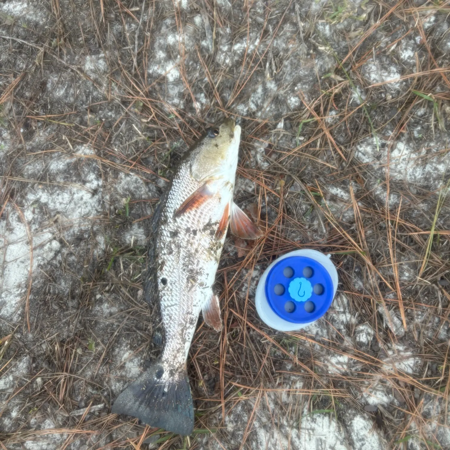 Red drum caught on Fishbrain