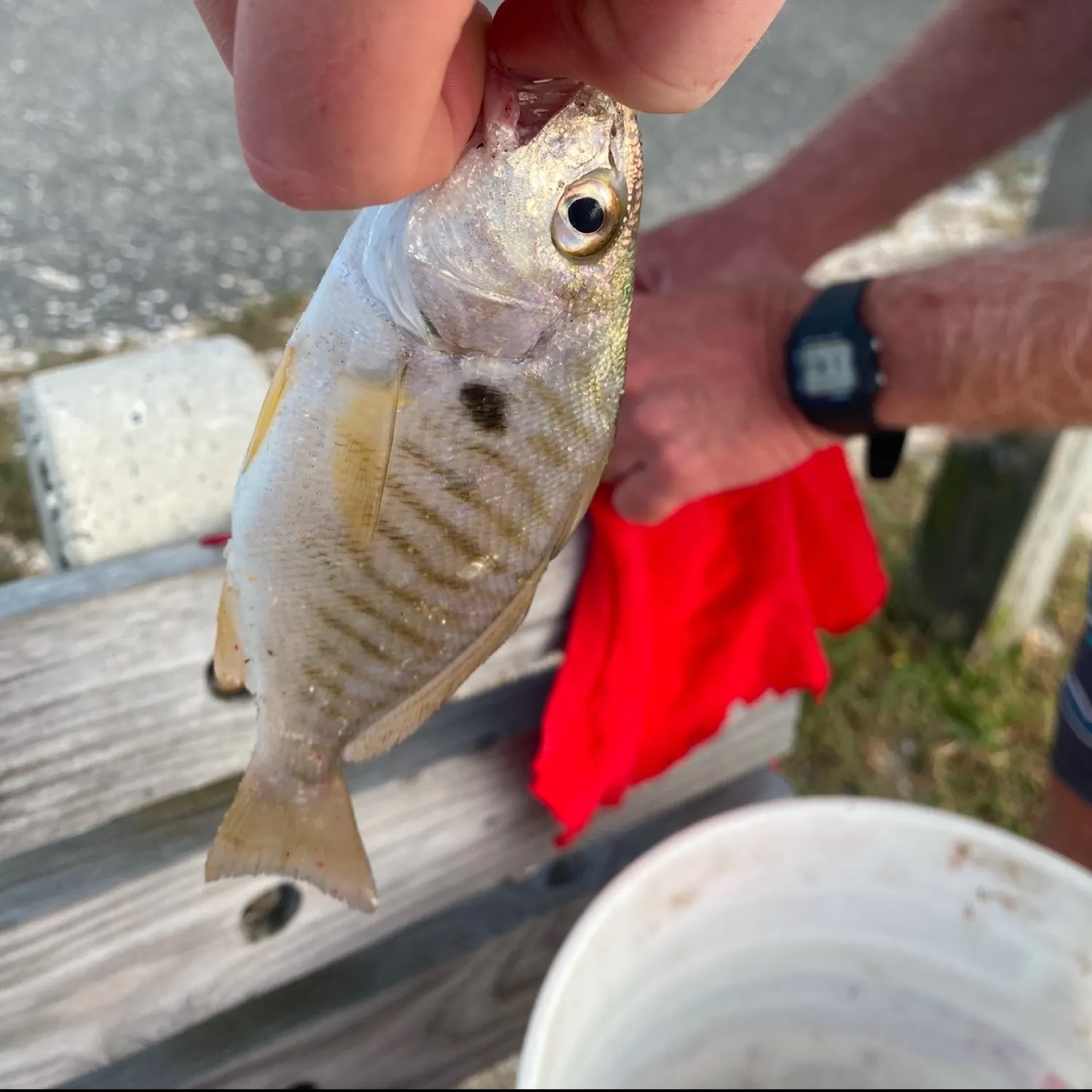 recently logged catches